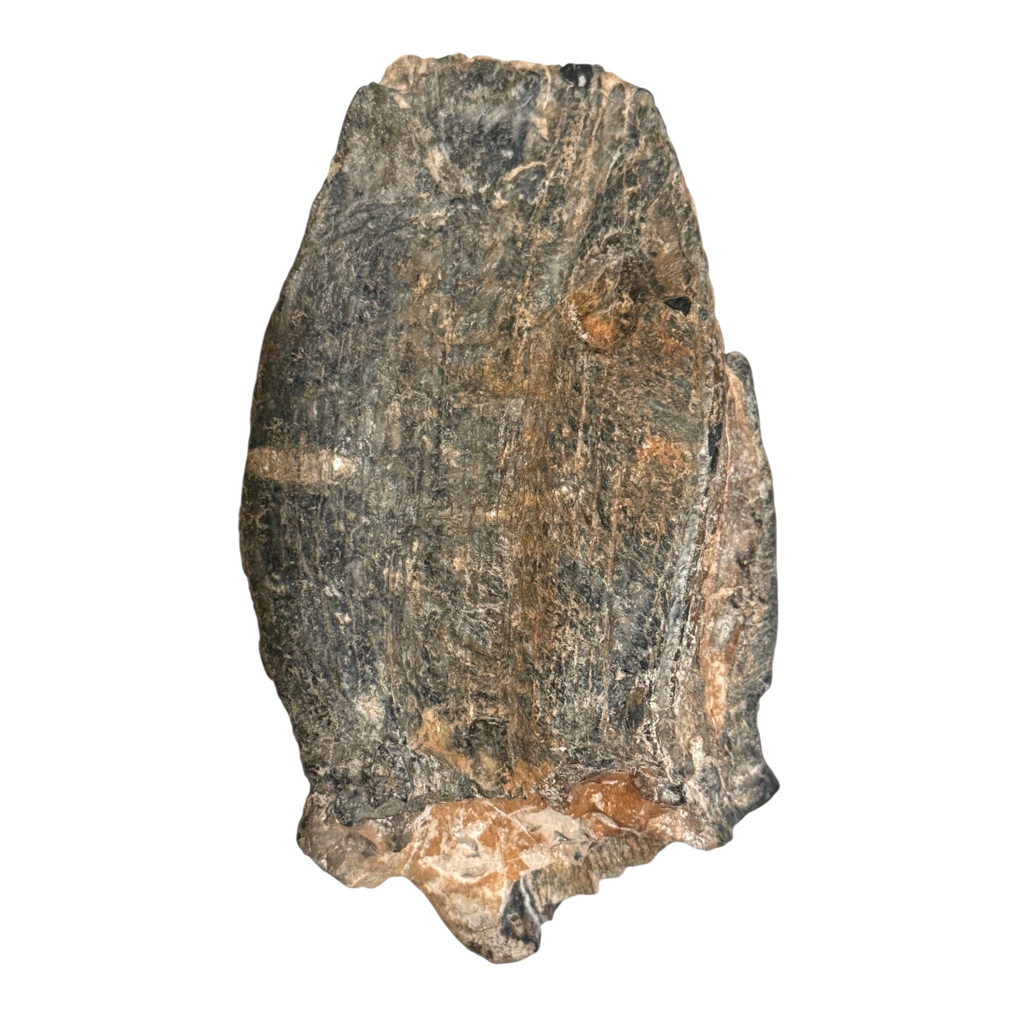 Mammoth Tooth Fragment (Large)