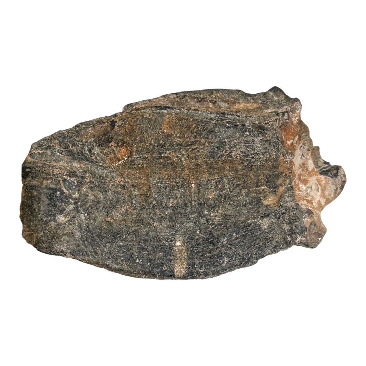 Mammoth Tooth Fragment (Large)
