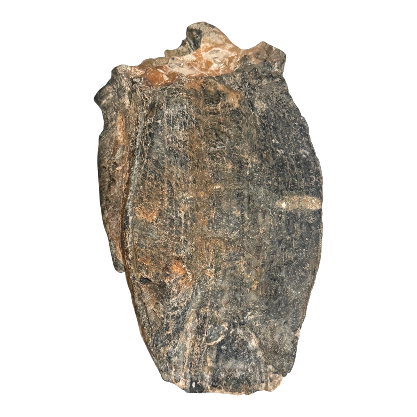 Mammoth Tooth Fragment (Large)