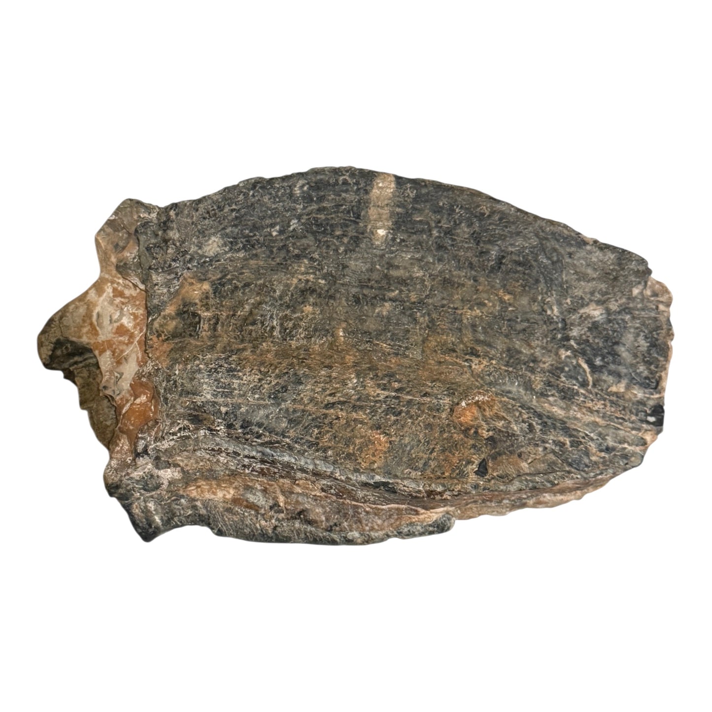Mammoth Tooth Fragment (Large)
