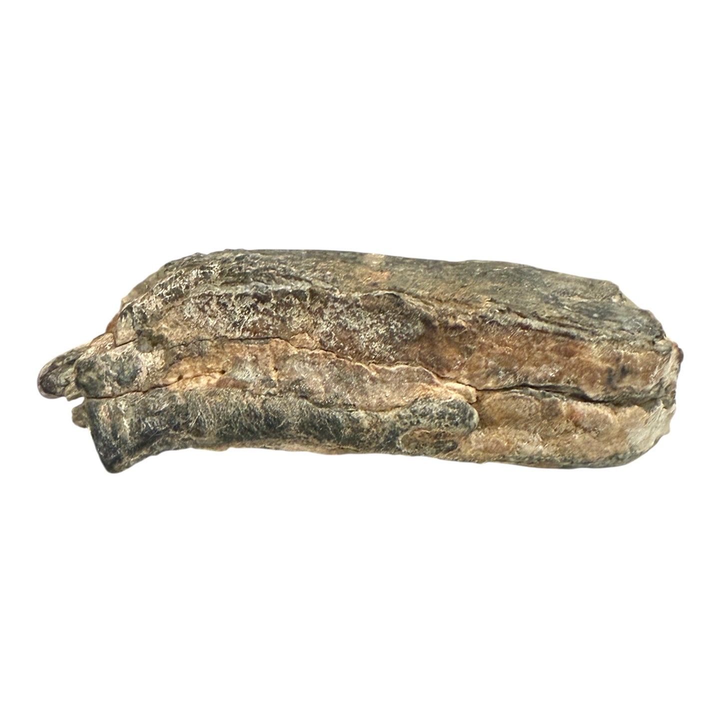 Mammoth Tooth Fragment (Large)