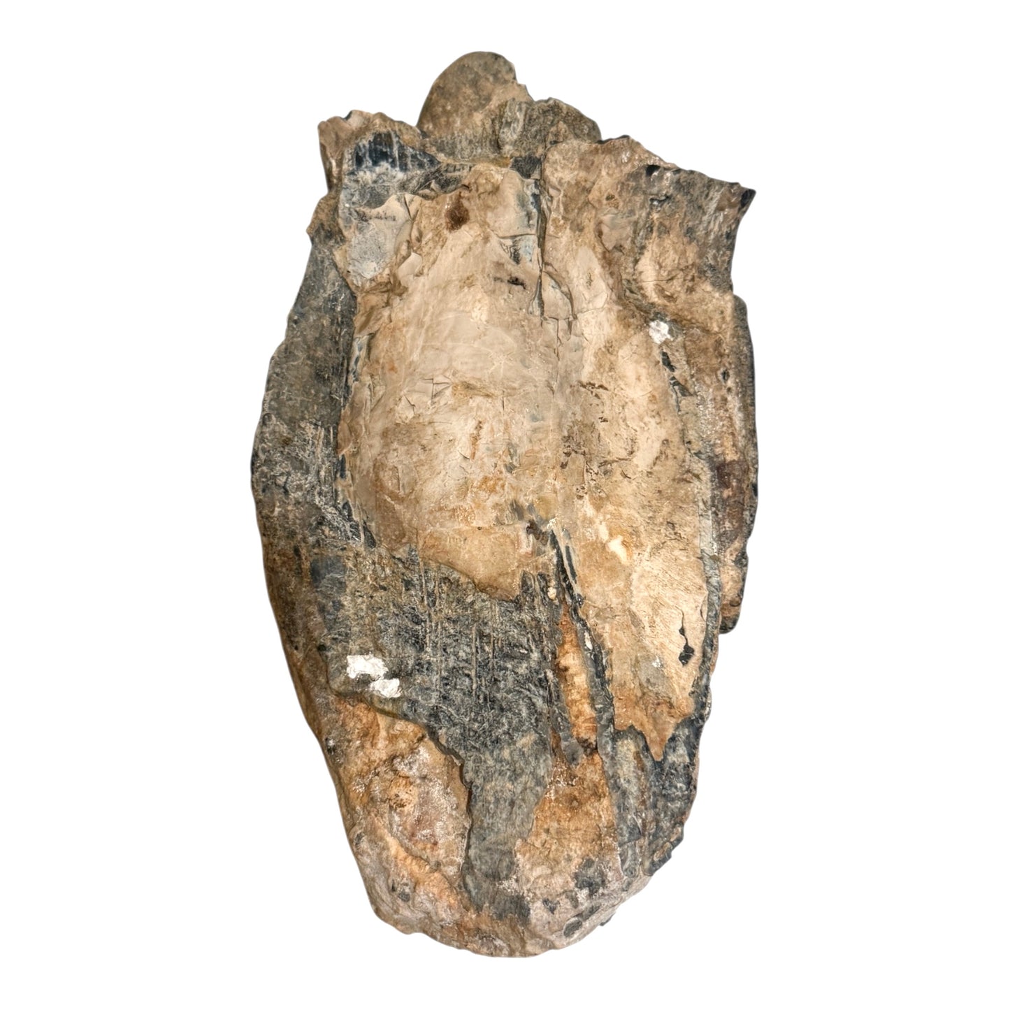 Mammoth Tooth Fragment (Large)
