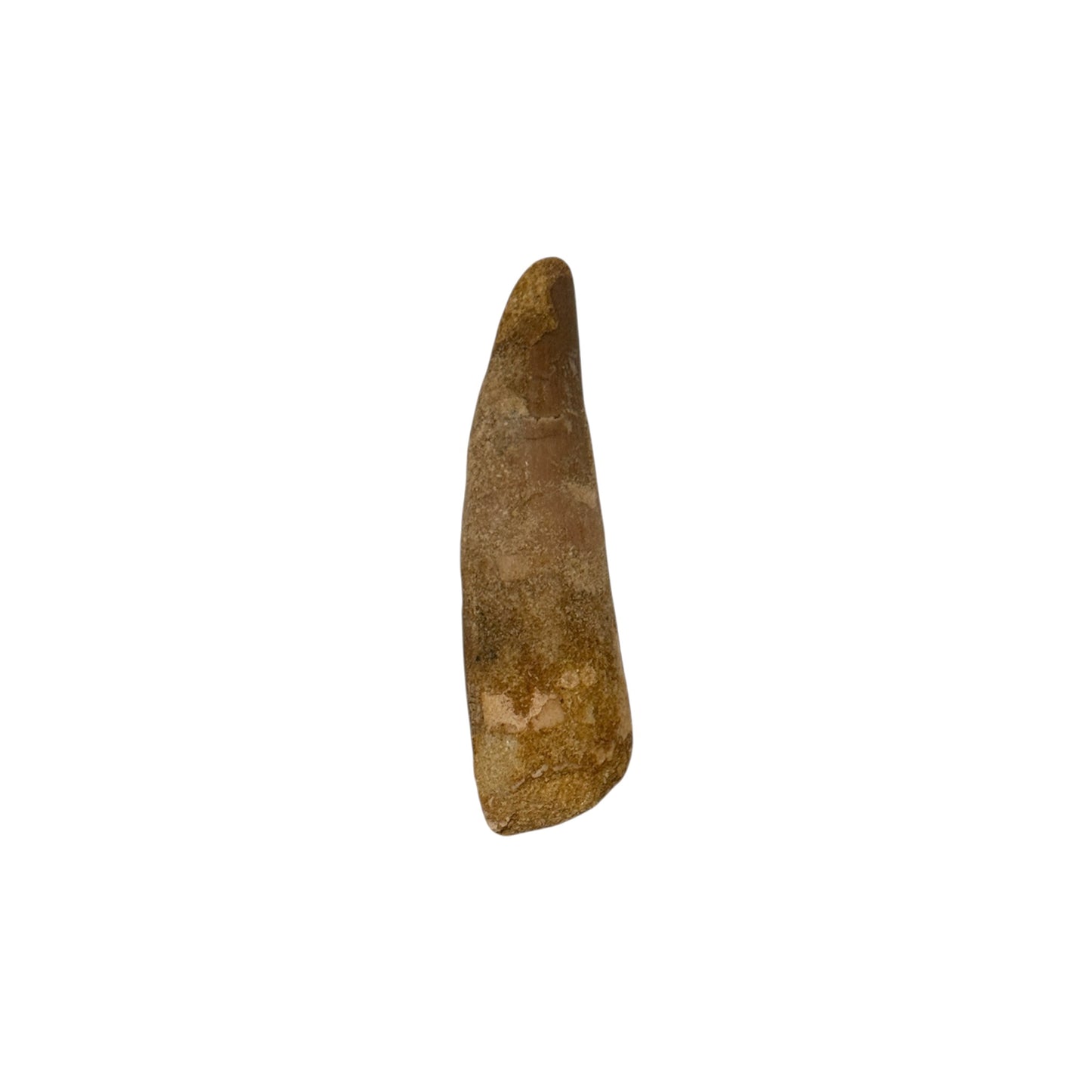 Fossilized Dinosaur Tooth (Spinosaurus, 2-3")