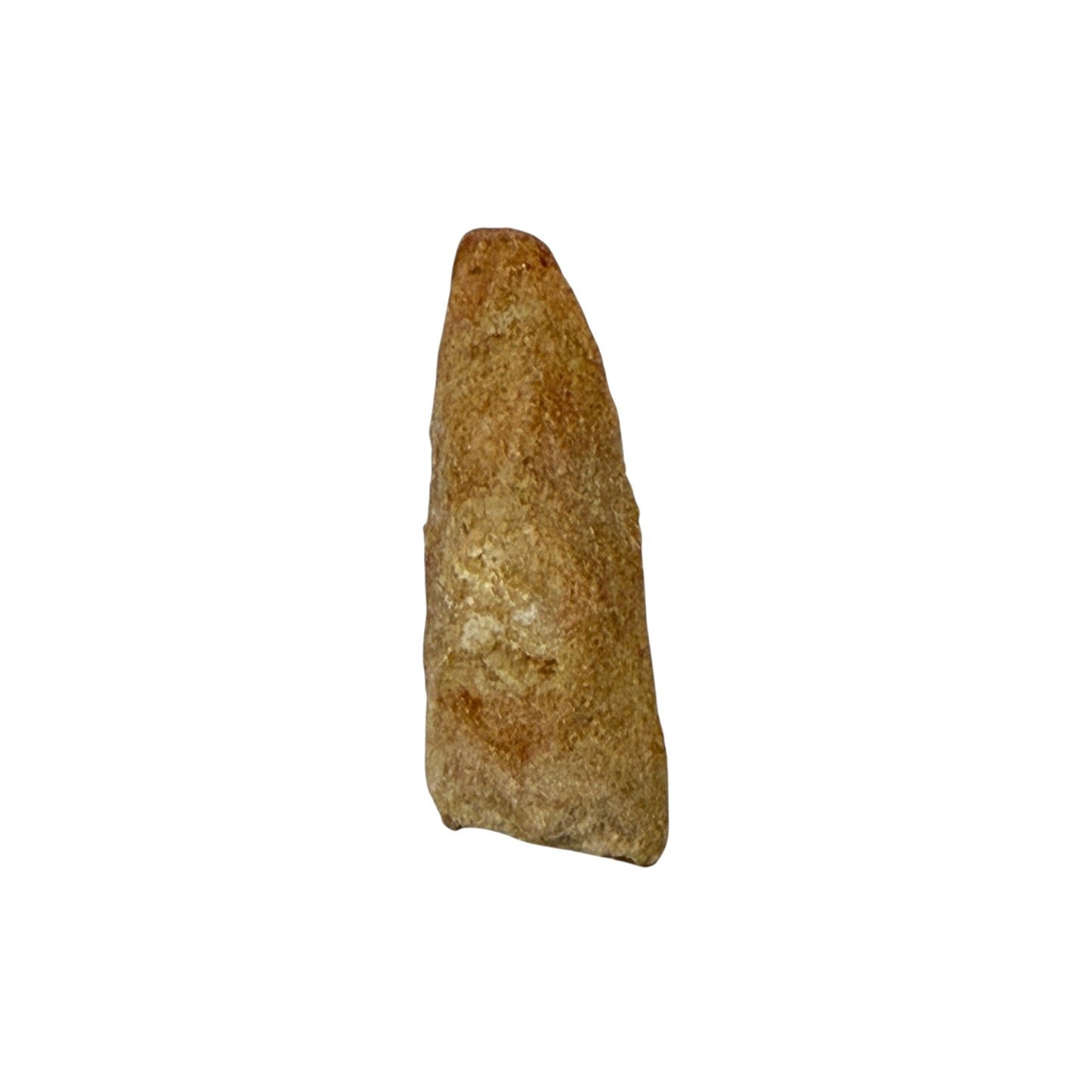 Fossilized Dinosaur Tooth (Spinosaurus, 2-3")