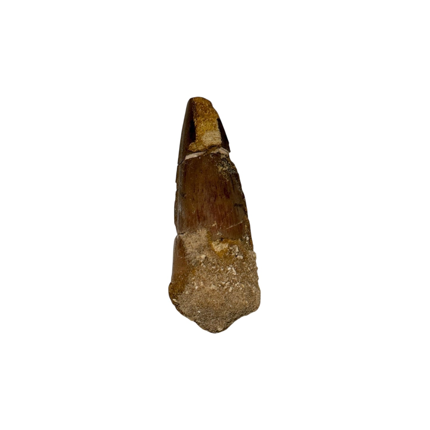 Fossilized Dinosaur Tooth (Spinosaurus, 2-3")