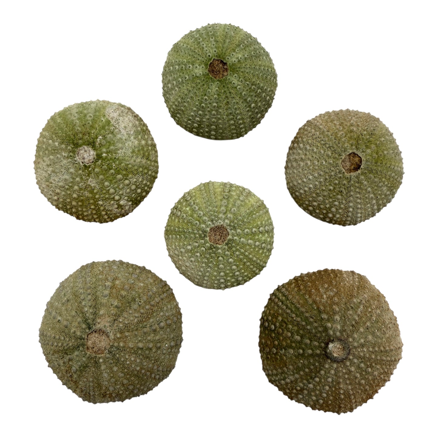 Sea Urchin Paperweight