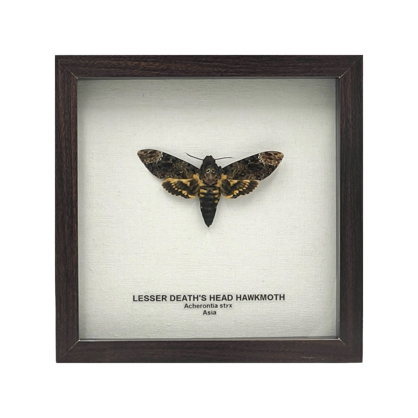 Lesser Death's Head Hawkmoth