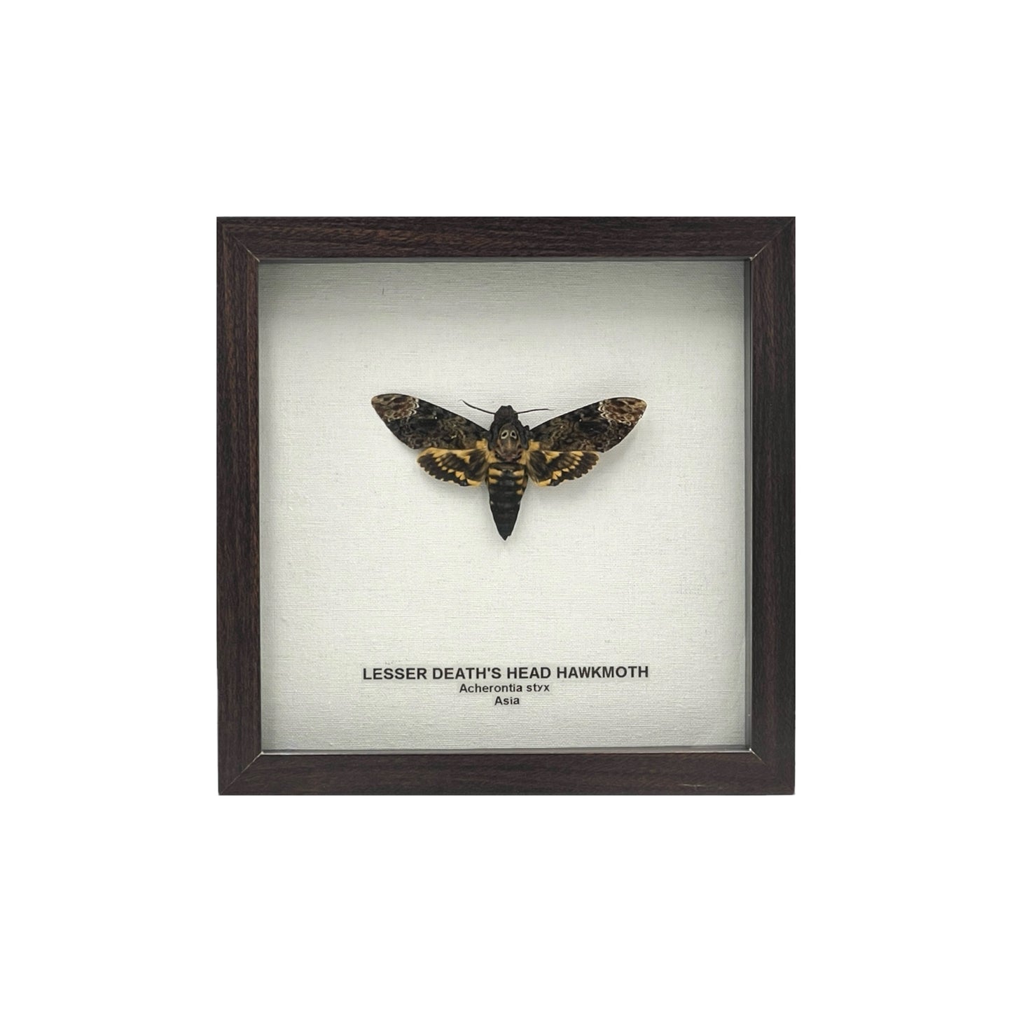 Lesser Death's Head Hawkmoth