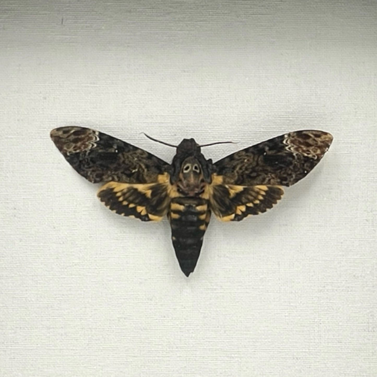 Lesser Death's Head Hawkmoth