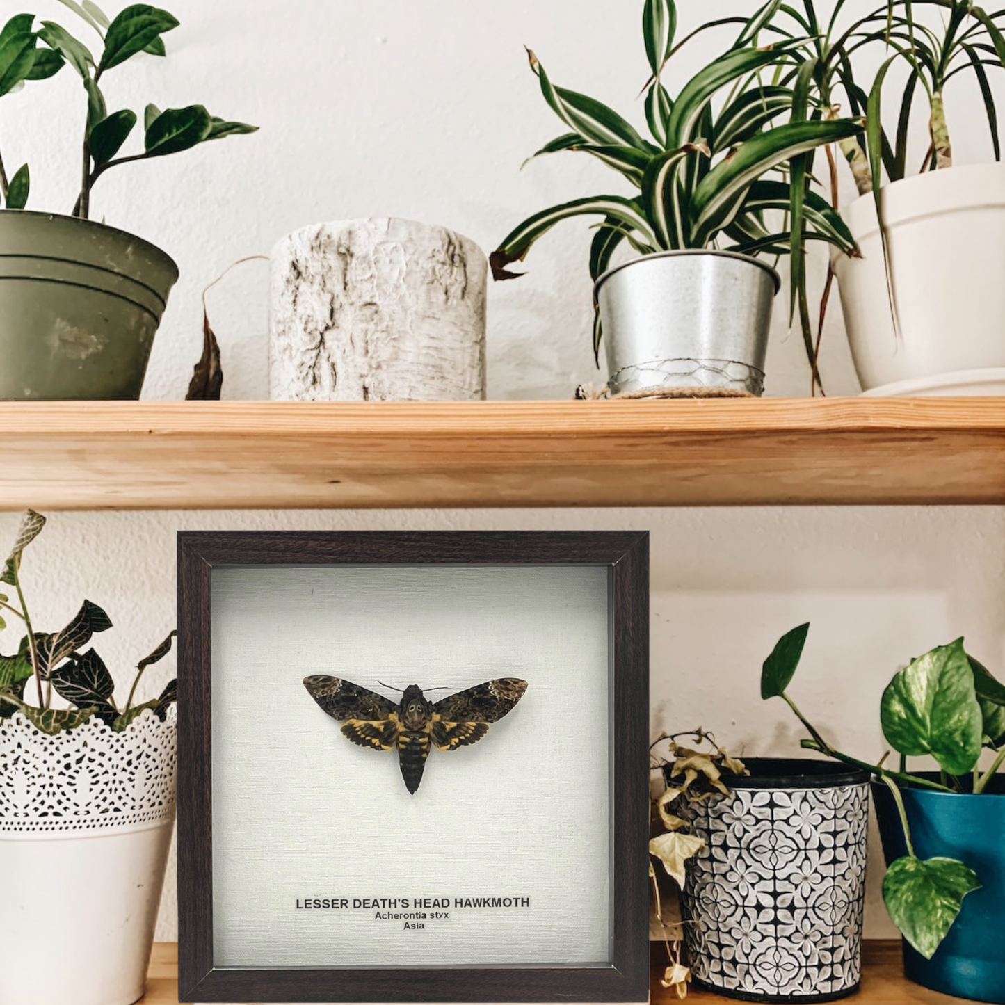 Lesser Death's Head Hawkmoth