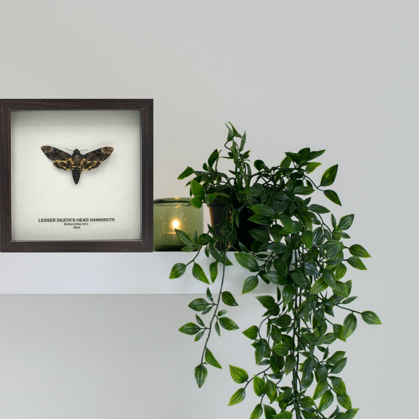 Lesser Death's Head Hawkmoth