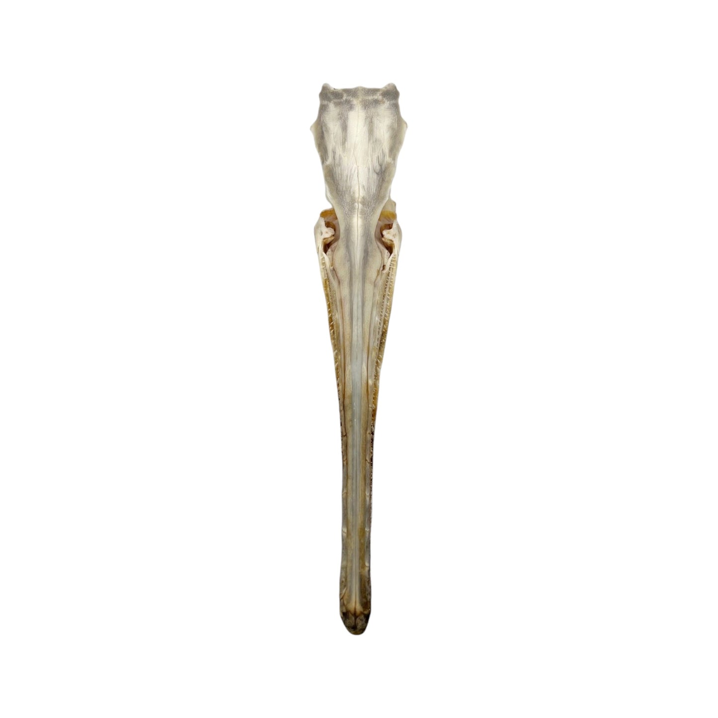 Skull (Longnose Gar)