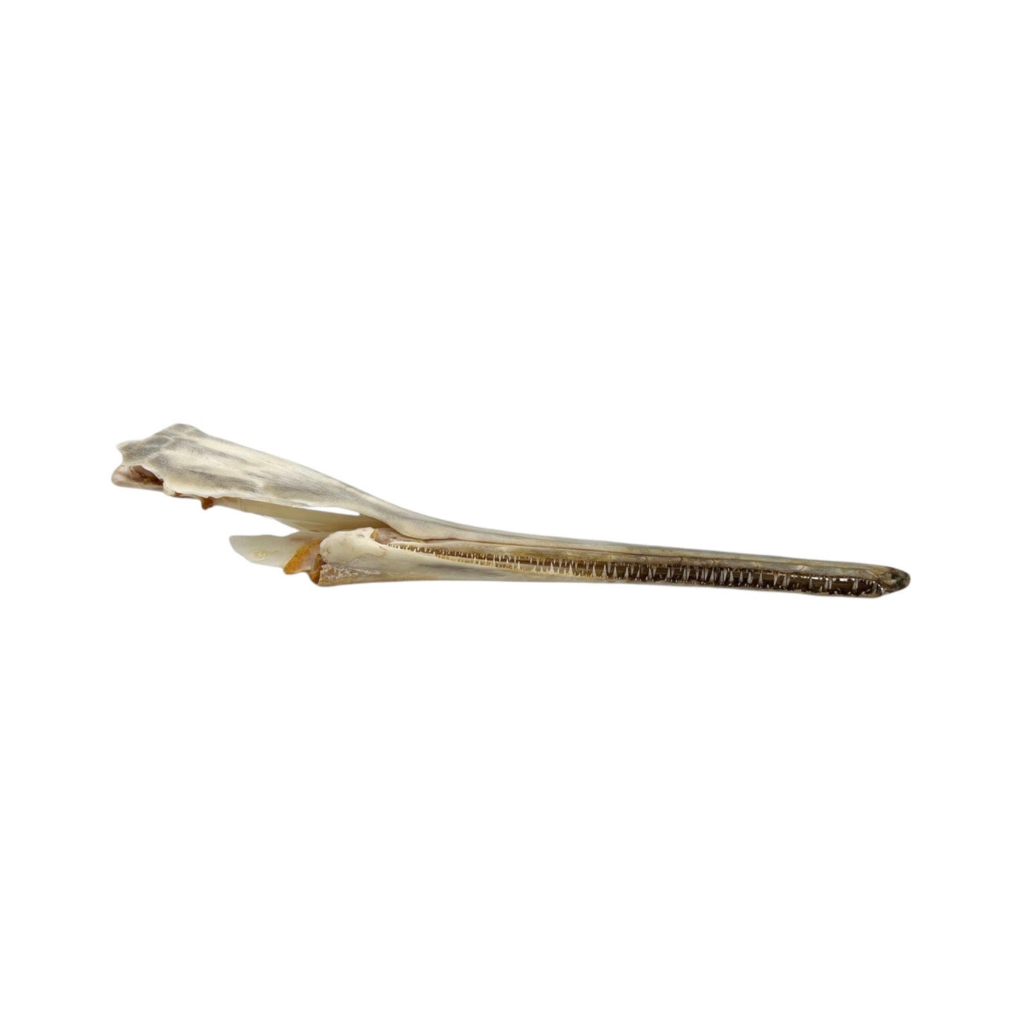 Skull (Longnose Gar)