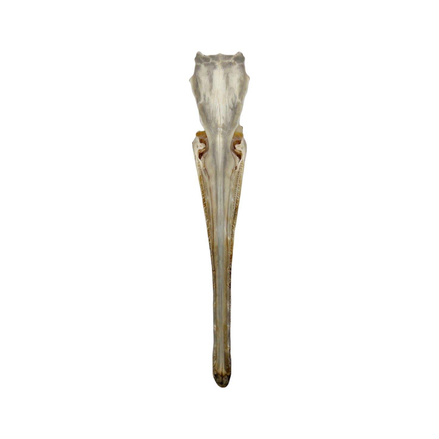 Skull (Longnose Gar)