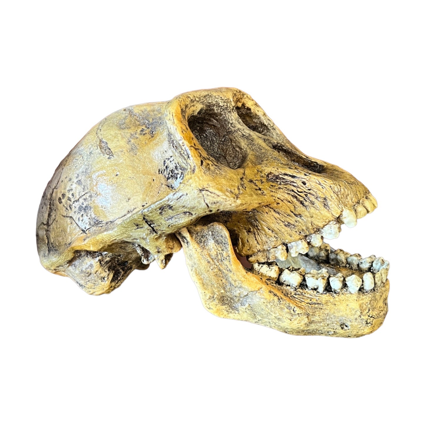 Skull Replica (Lucy, Australopithecus Afarensis)