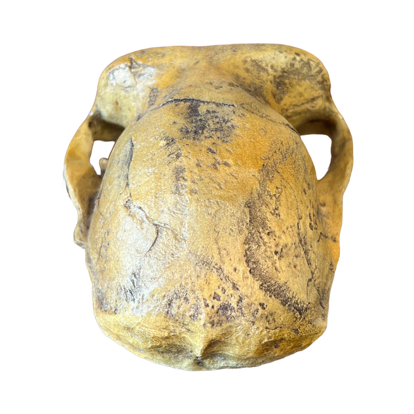 Skull Replica (Lucy, Australopithecus Afarensis)