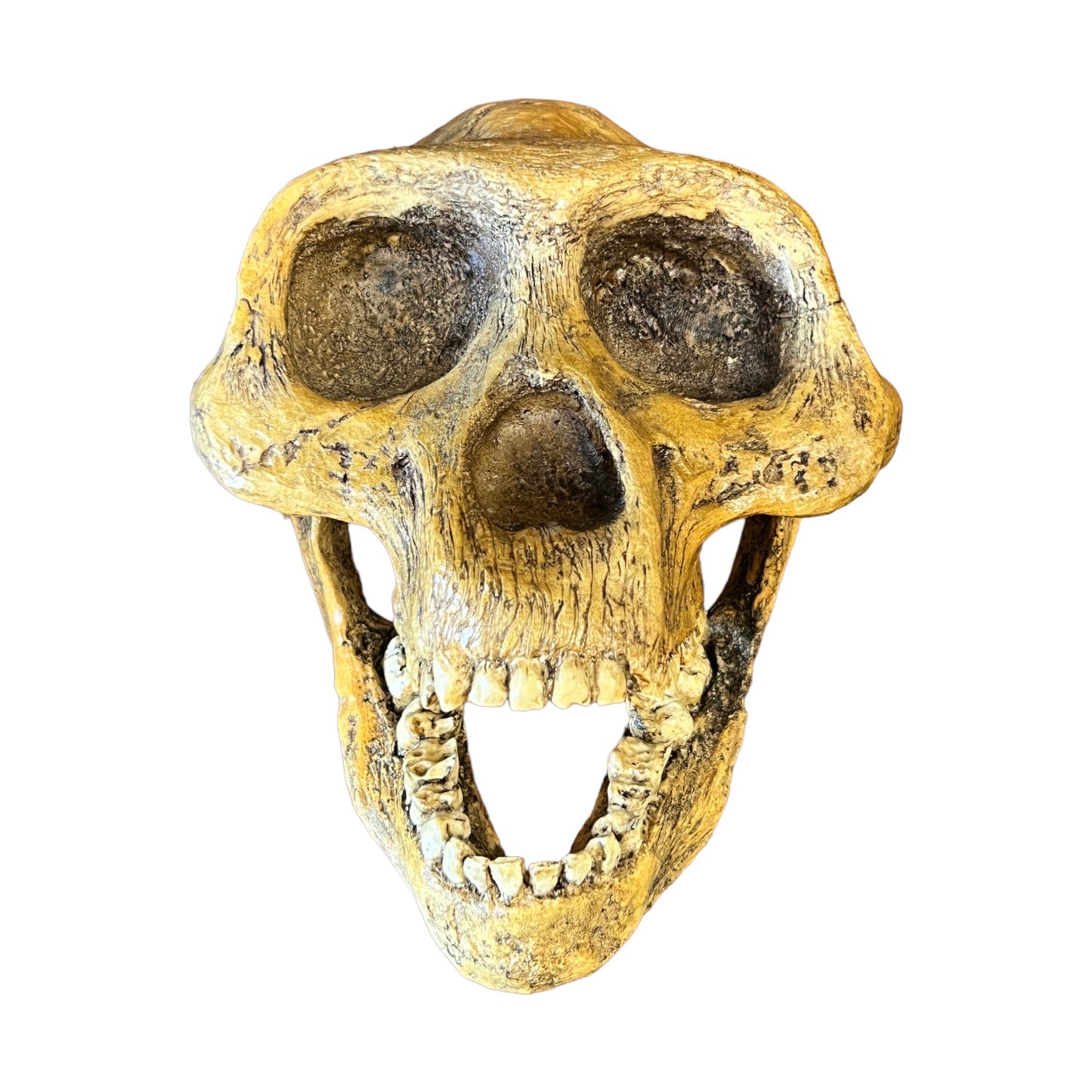 Skull Replica (Lucy, Australopithecus Afarensis)