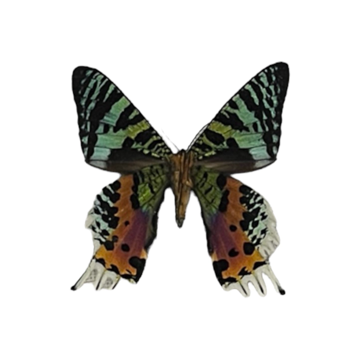 Madagascar Sunset Moth