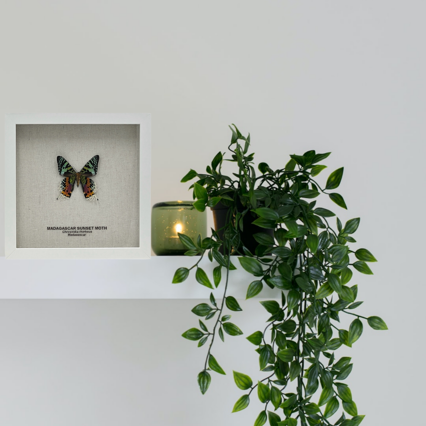Madagascar Sunset Moth