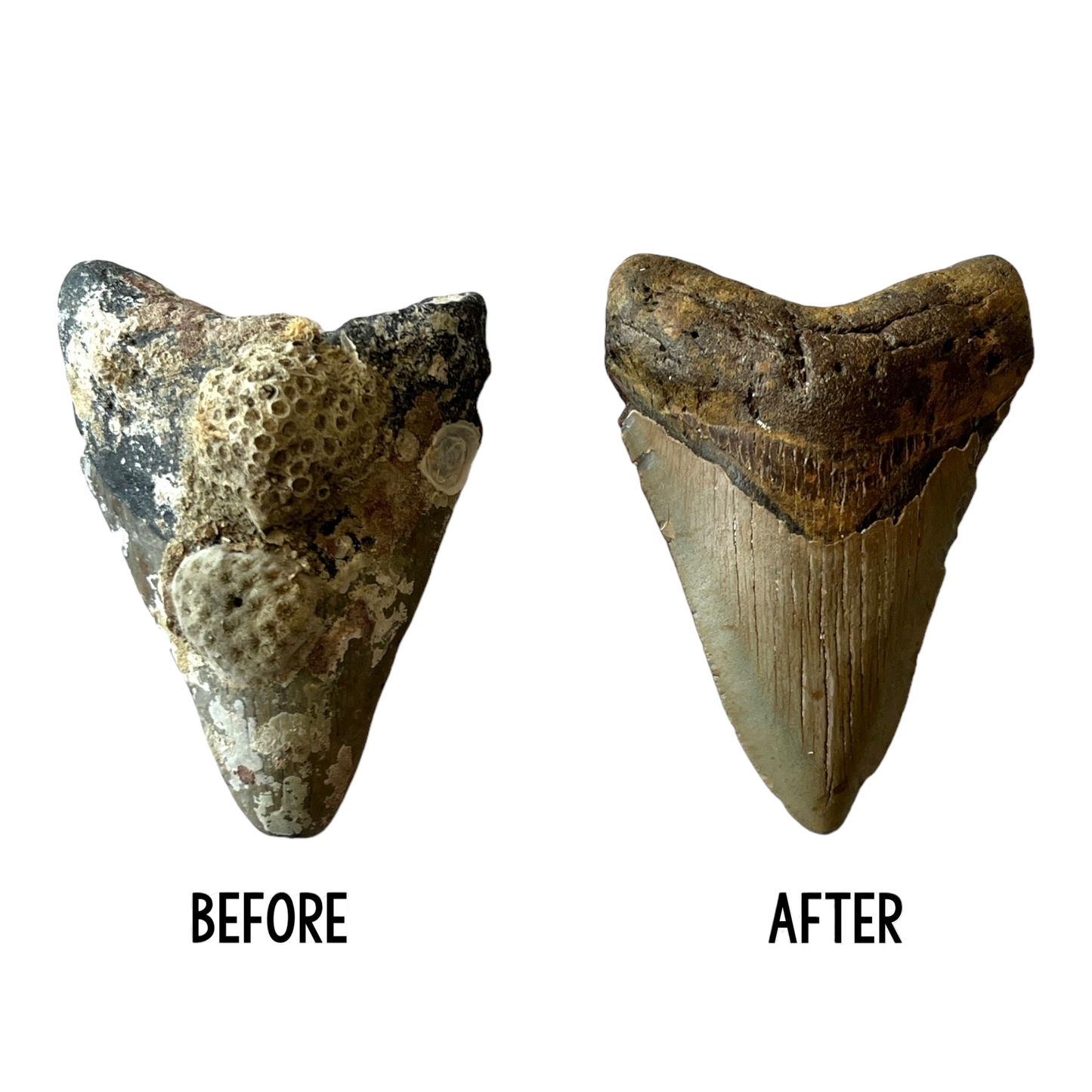 Megalodon Tooth Prep