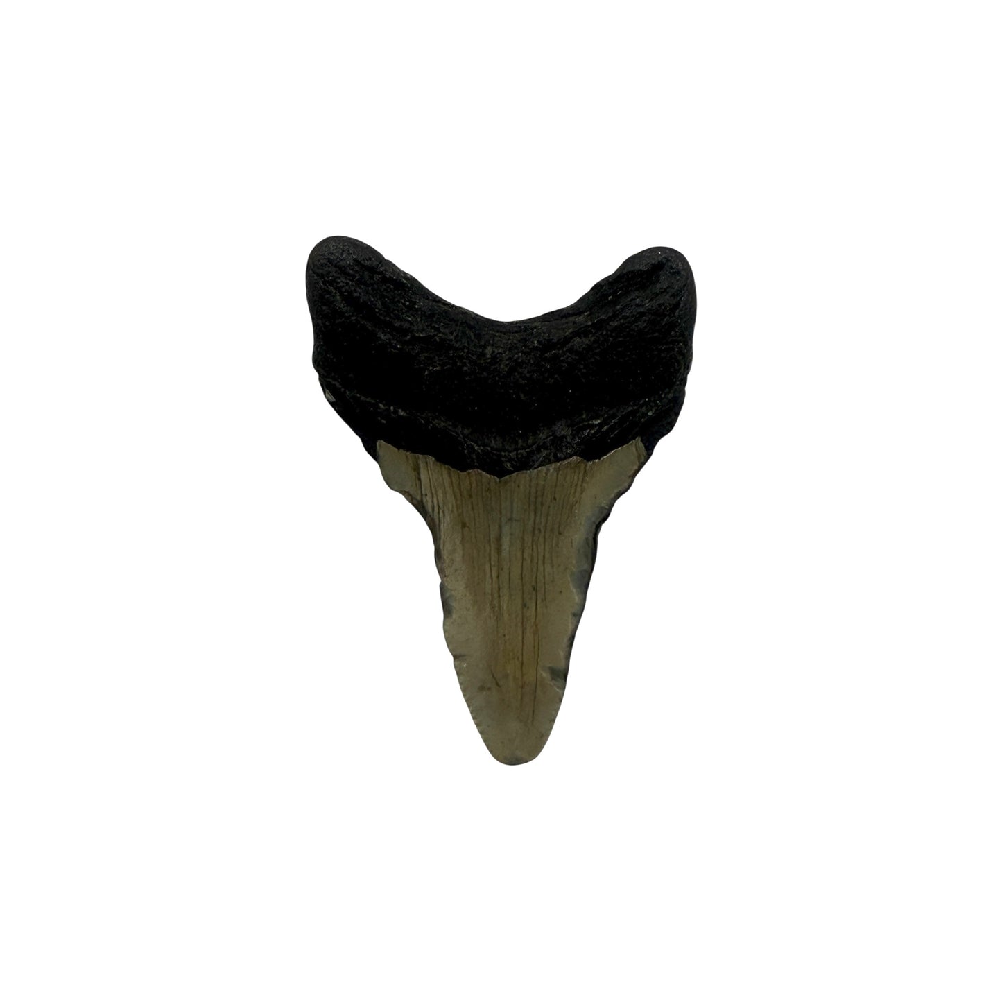 Fossil Shark Tooth (Megalodon Tooth, 2.75")