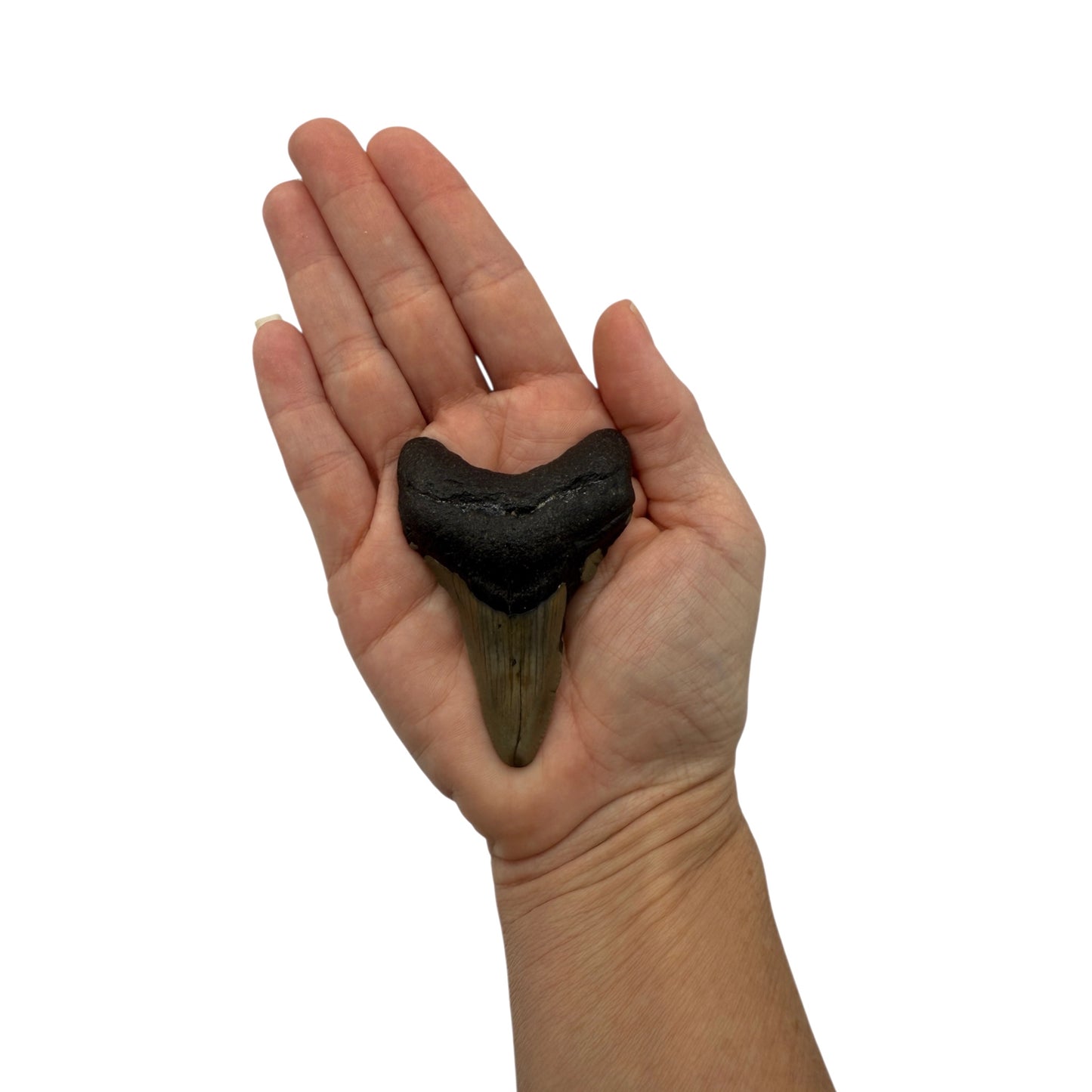Fossil Shark Tooth (Megalodon Tooth, 2.75")