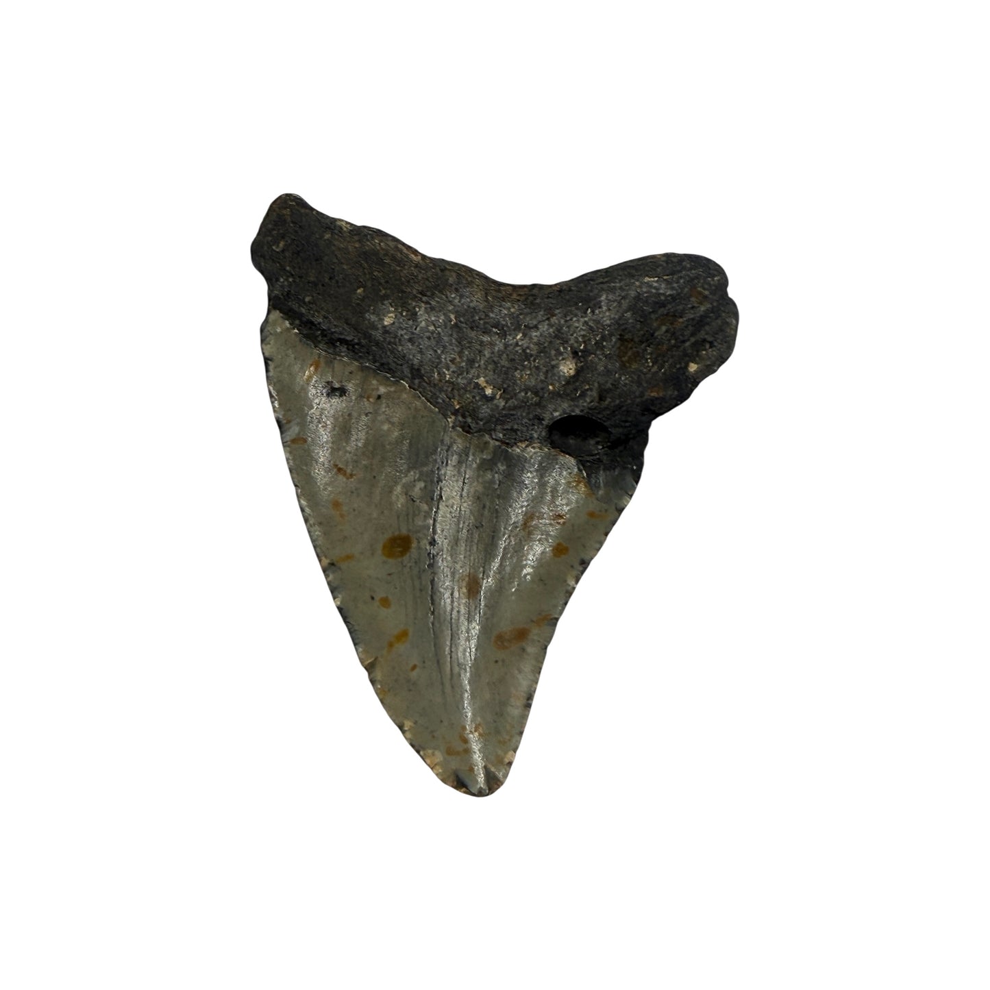 Fossil Shark Tooth (Megalodon Tooth, 3.5")
