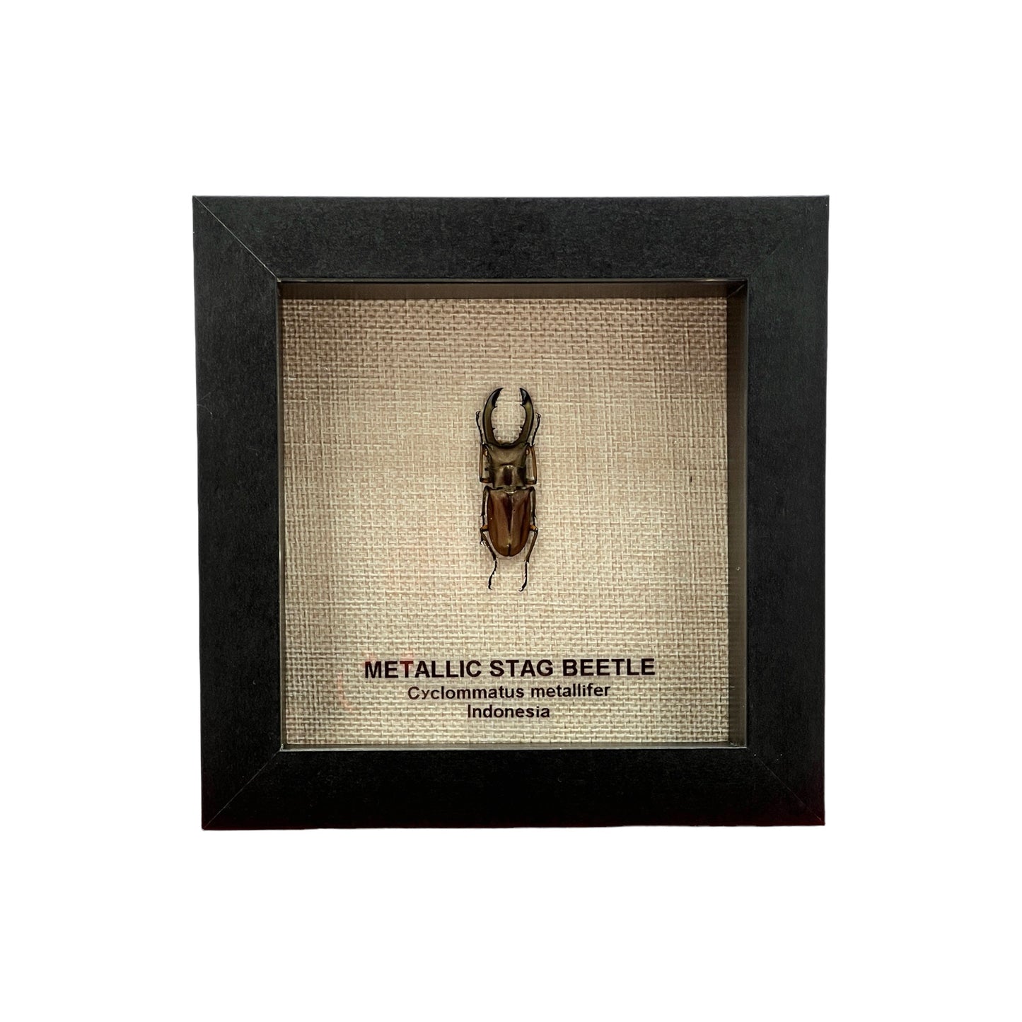 Metallic Stag Beetle