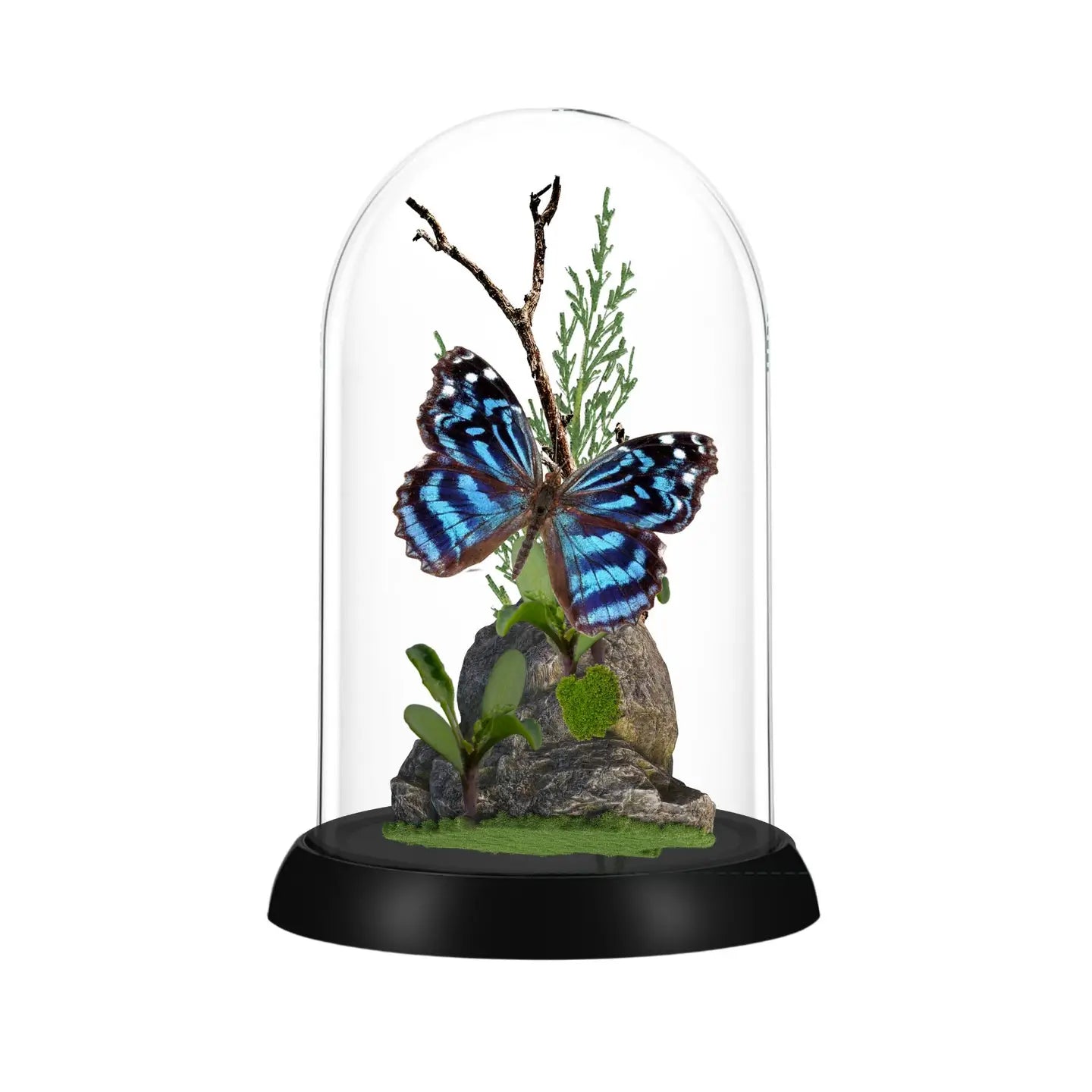 Mexican Bluewing Butterfly Diorama