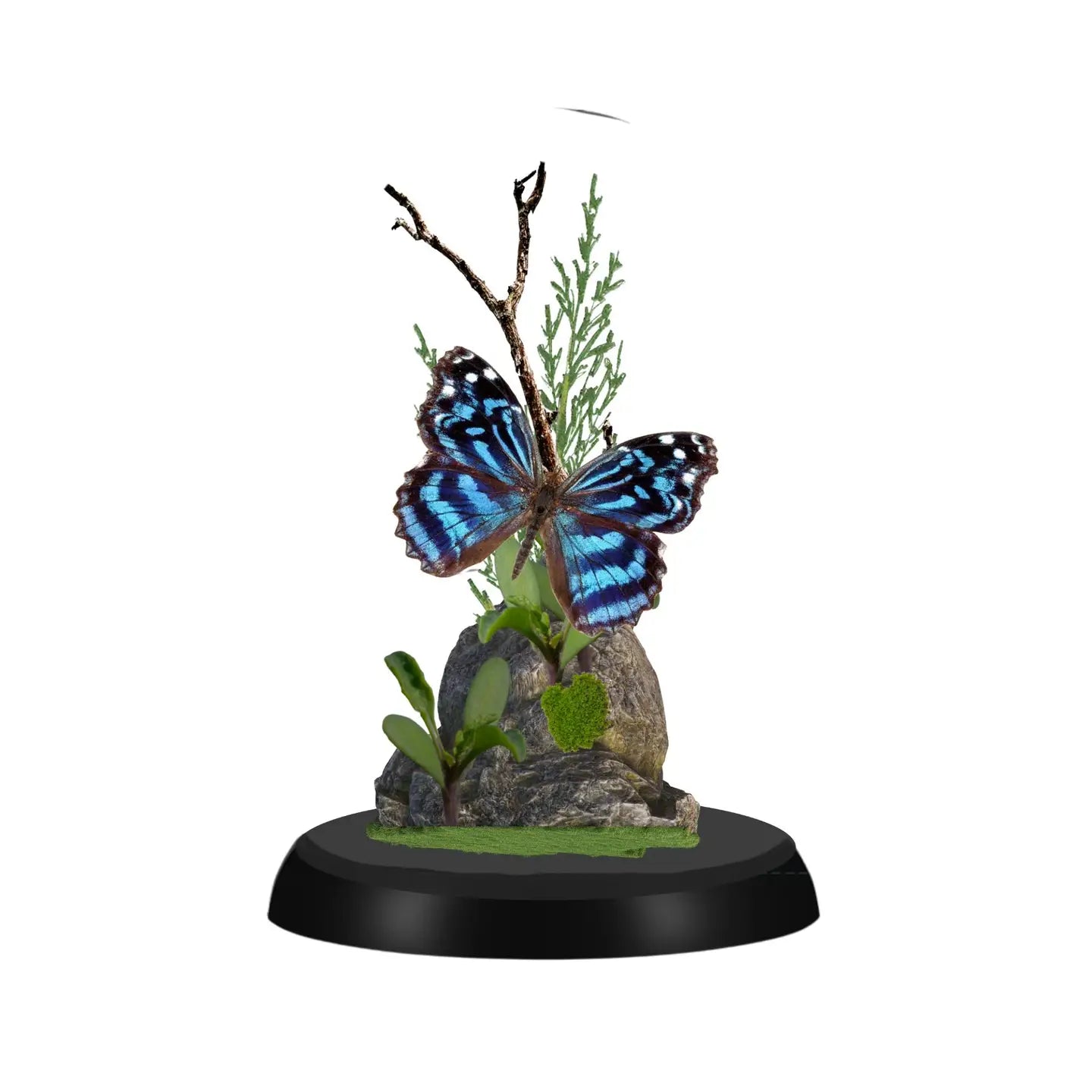 Mexican Bluewing Butterfly Diorama