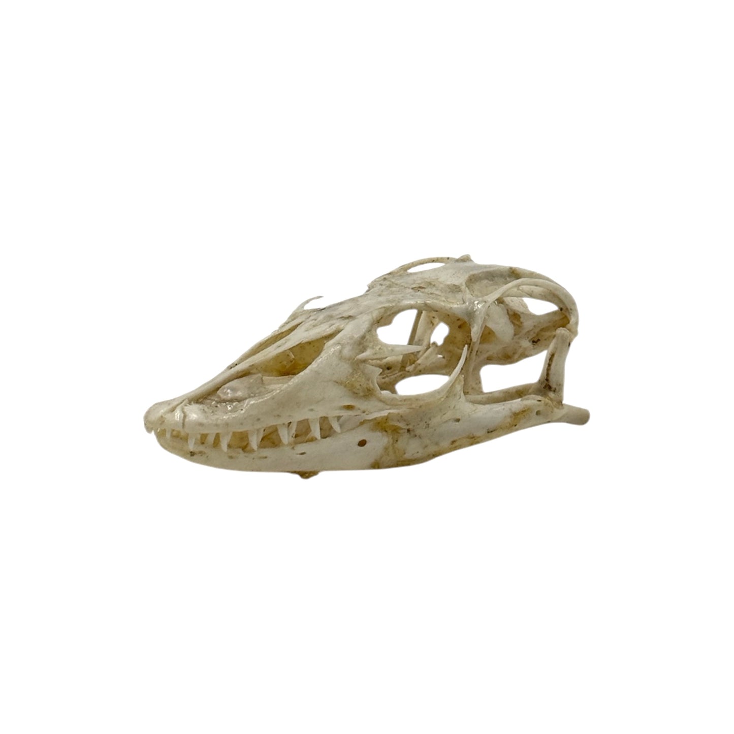 Monitor Lizard Skull