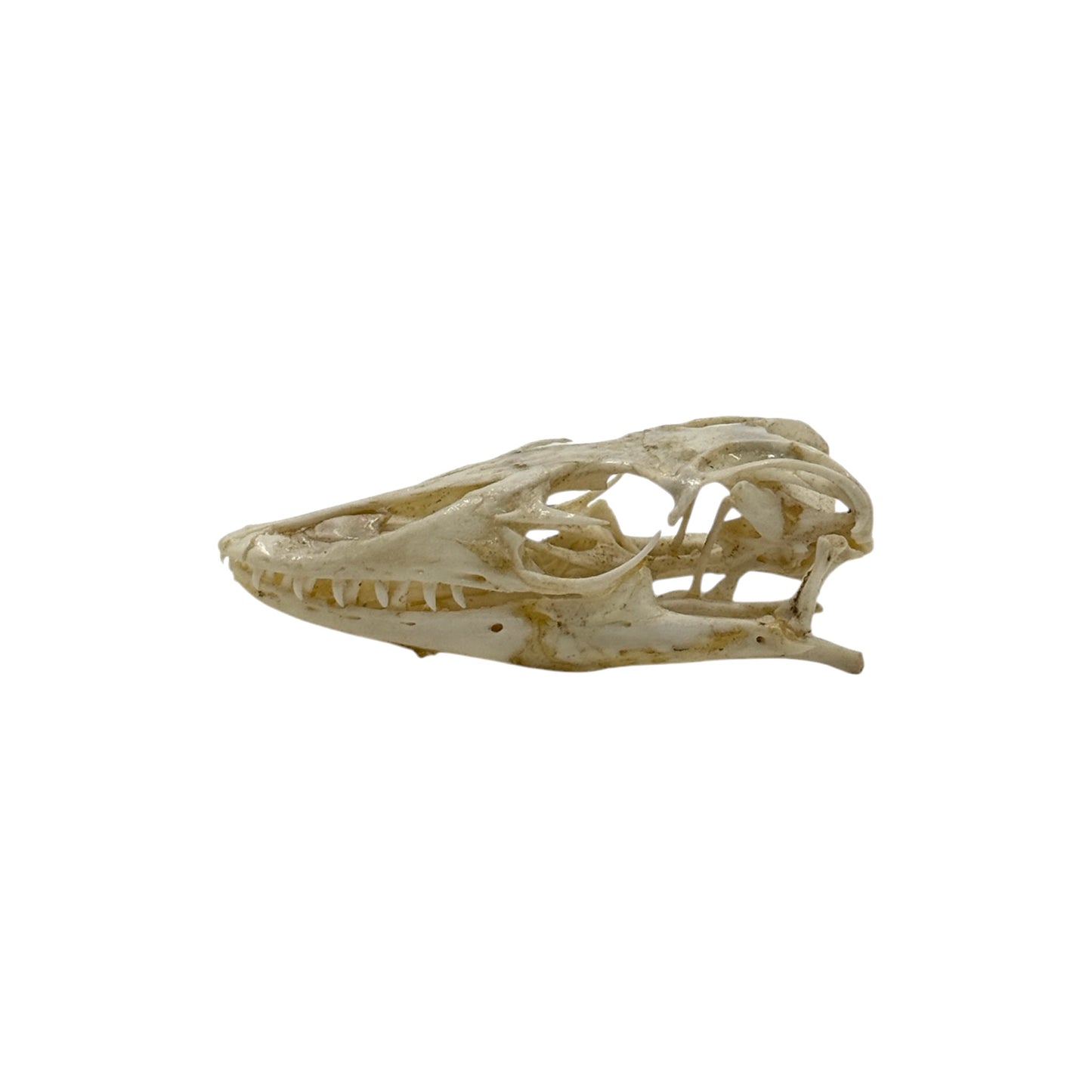 Monitor Lizard Skull