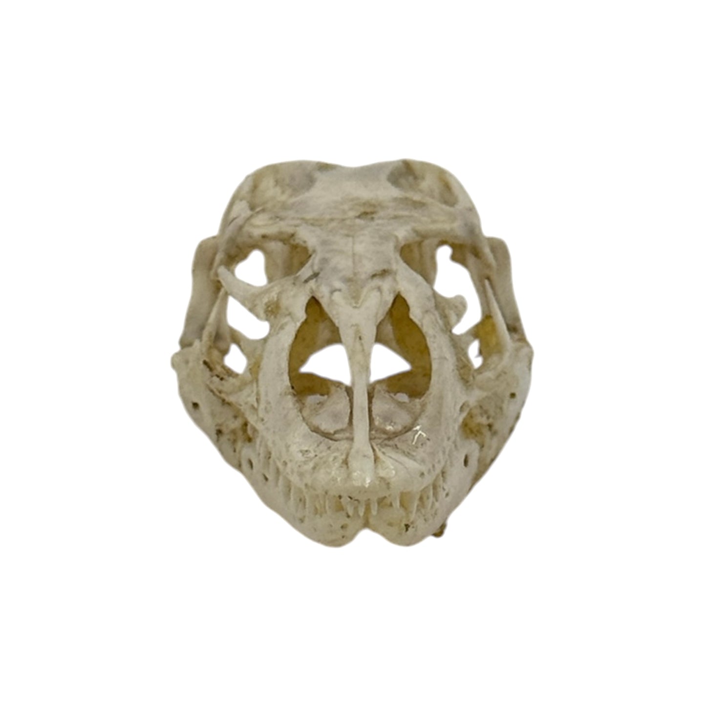 Monitor Lizard Skull