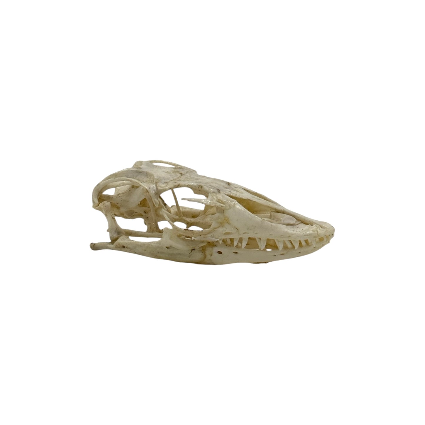 Monitor Lizard Skull