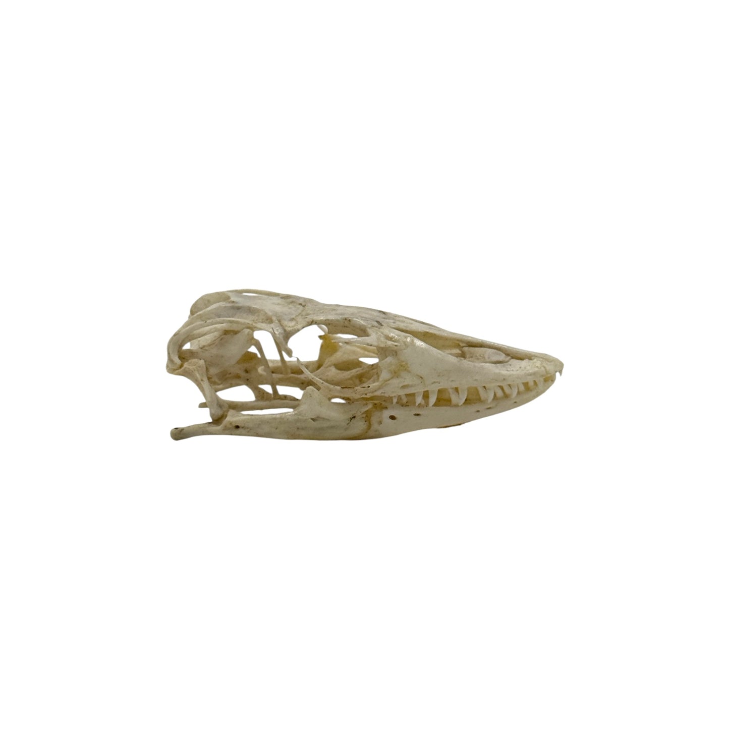 Monitor Lizard Skull