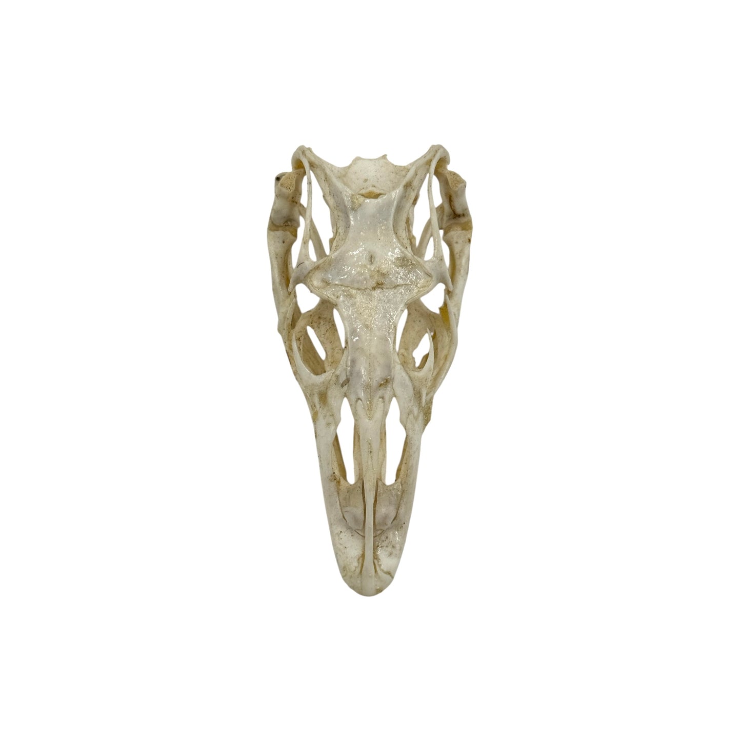 Monitor Lizard Skull