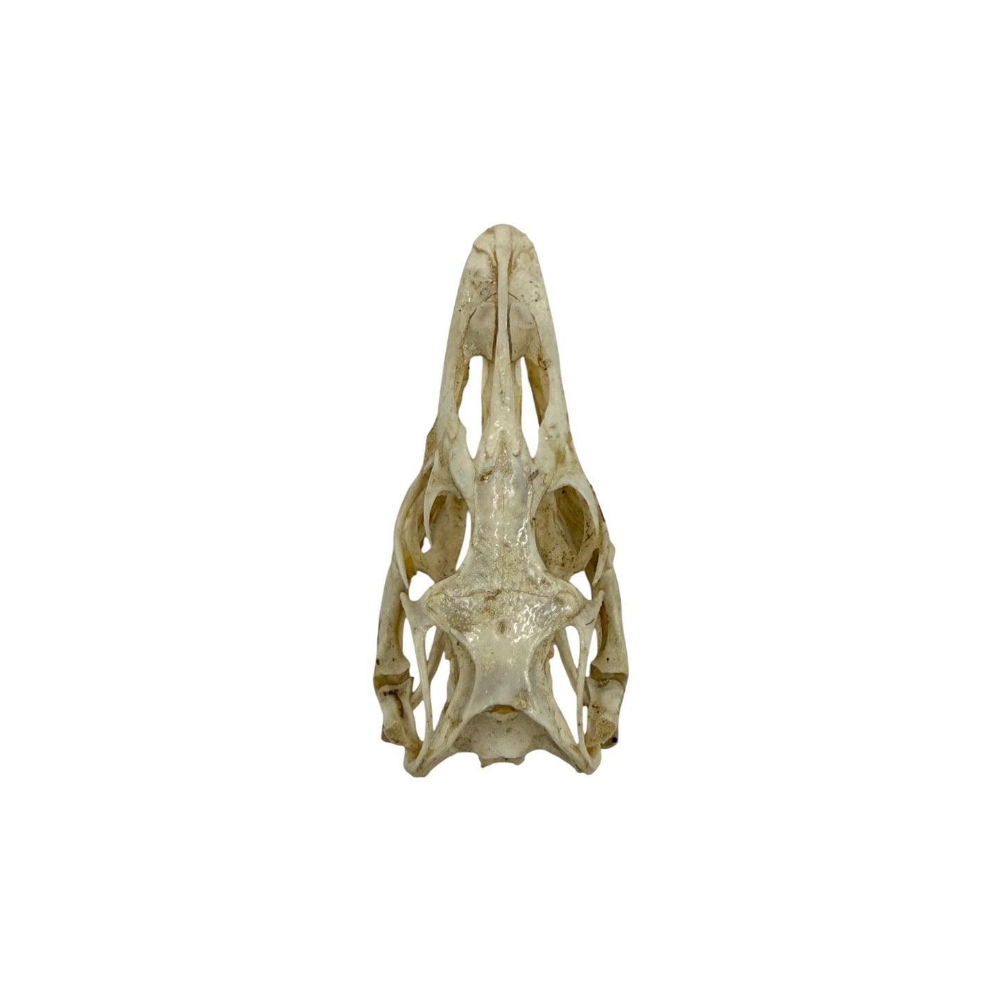 Monitor Lizard Skull