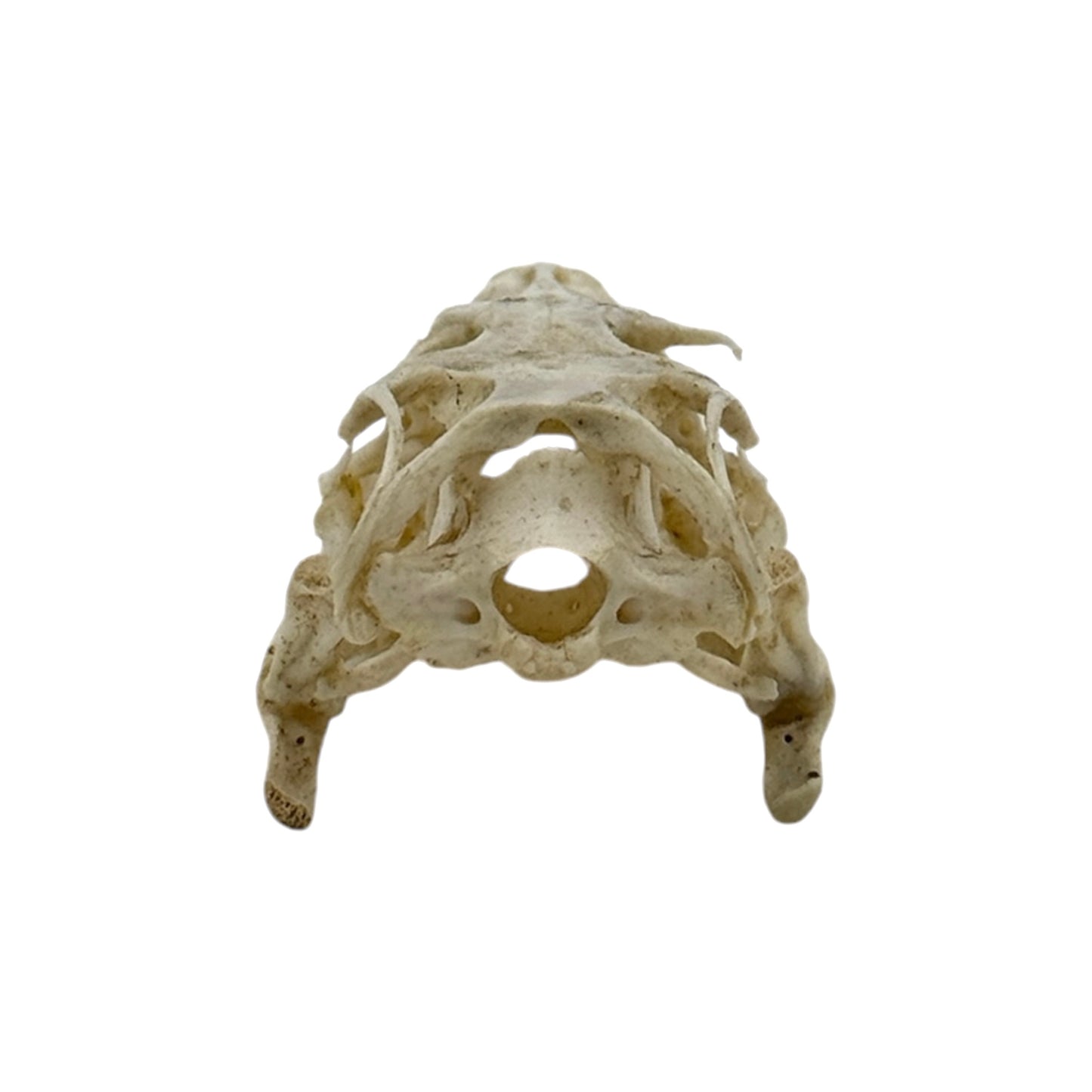 Monitor Lizard Skull
