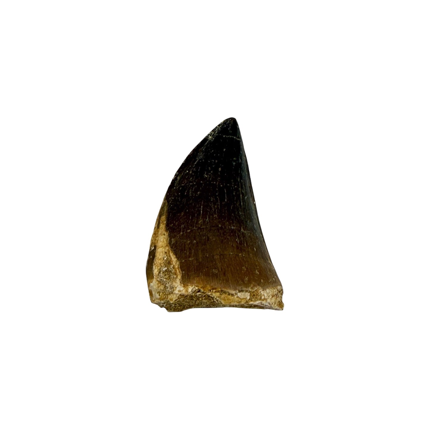 Fossilized Mosasaur Tooth (1-2")