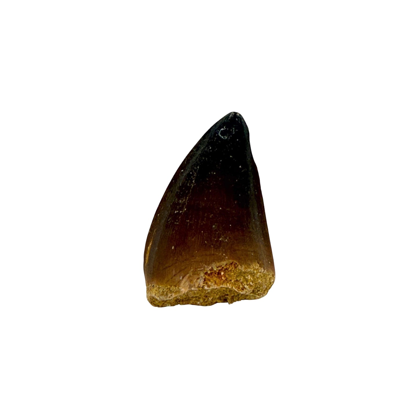 Fossilized Mosasaur Tooth (1-2")