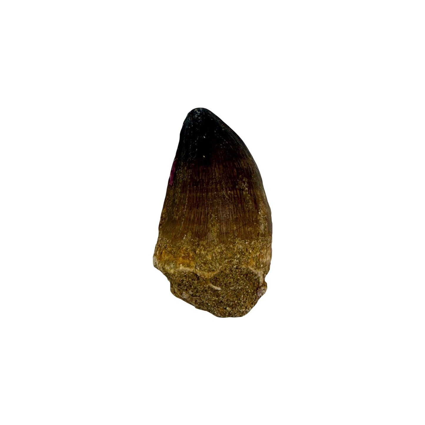 Fossilized Mosasaur Tooth (1-2")