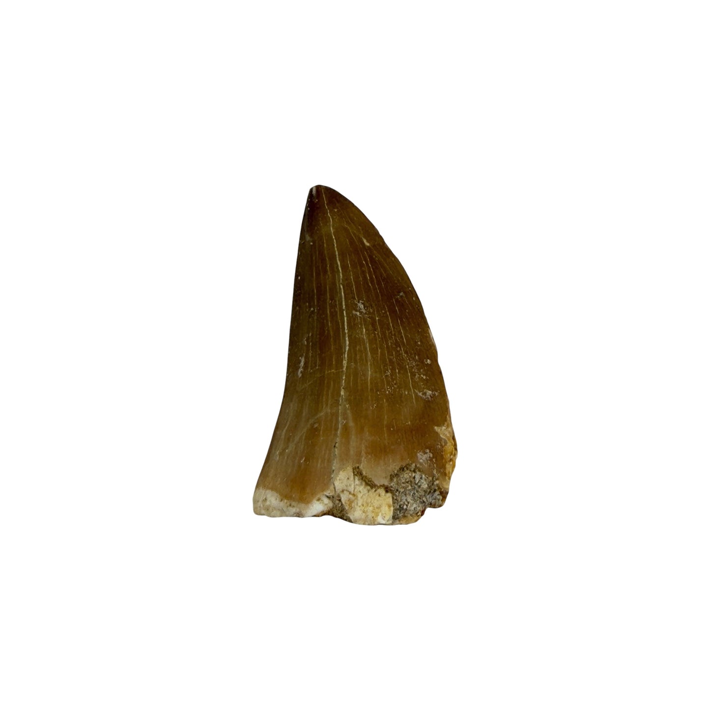 Fossilized Mosasaur Tooth (1-2")