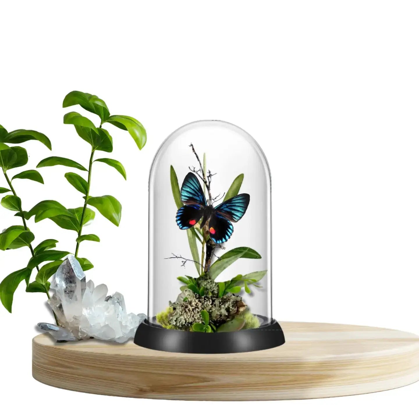 Necyria Butterfly Diorama
