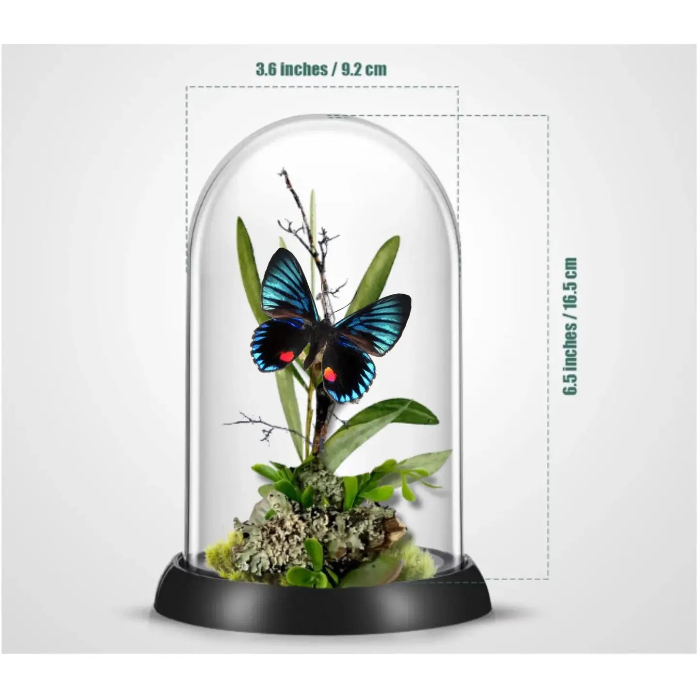 Necyria Butterfly Diorama