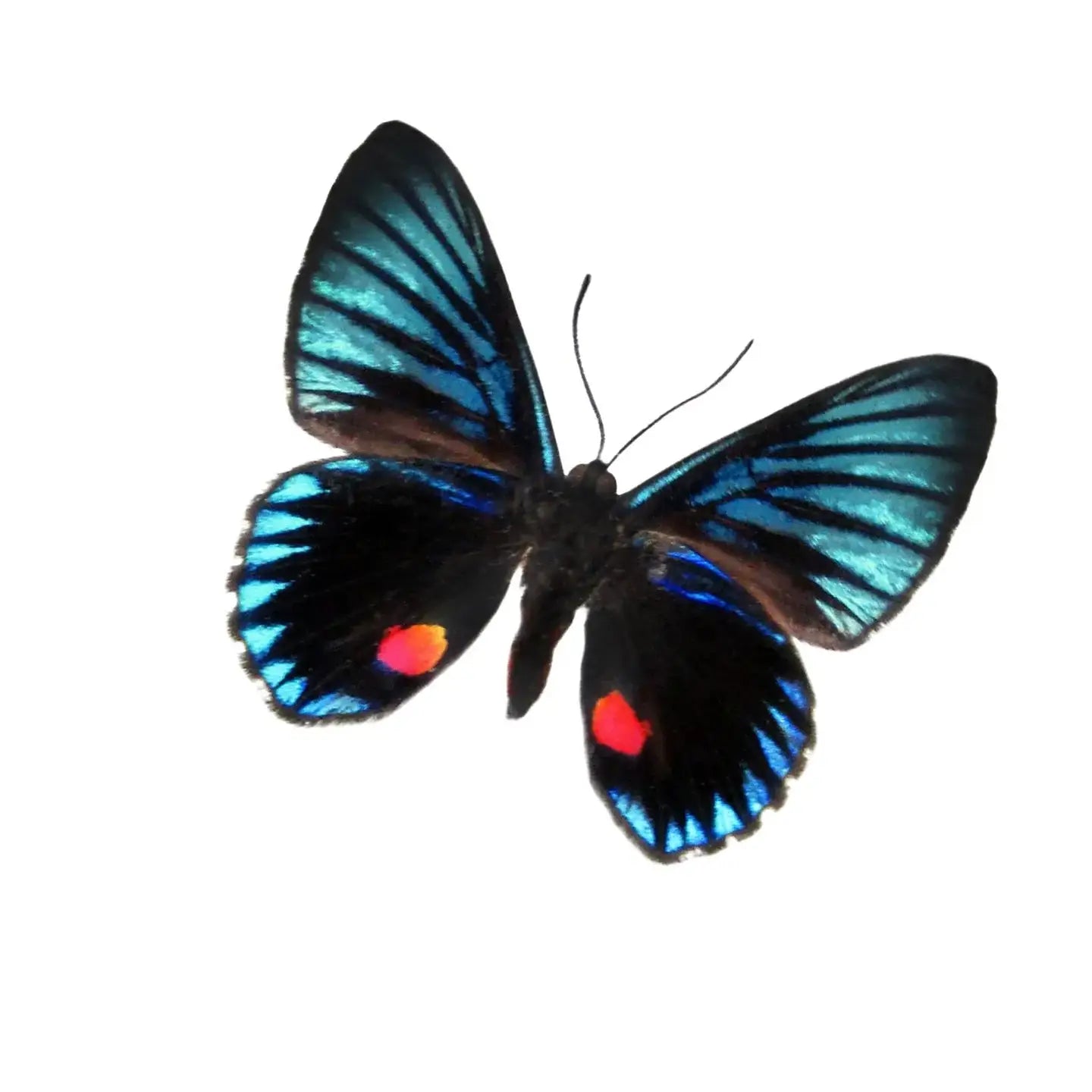 Necyria Butterfly Diorama