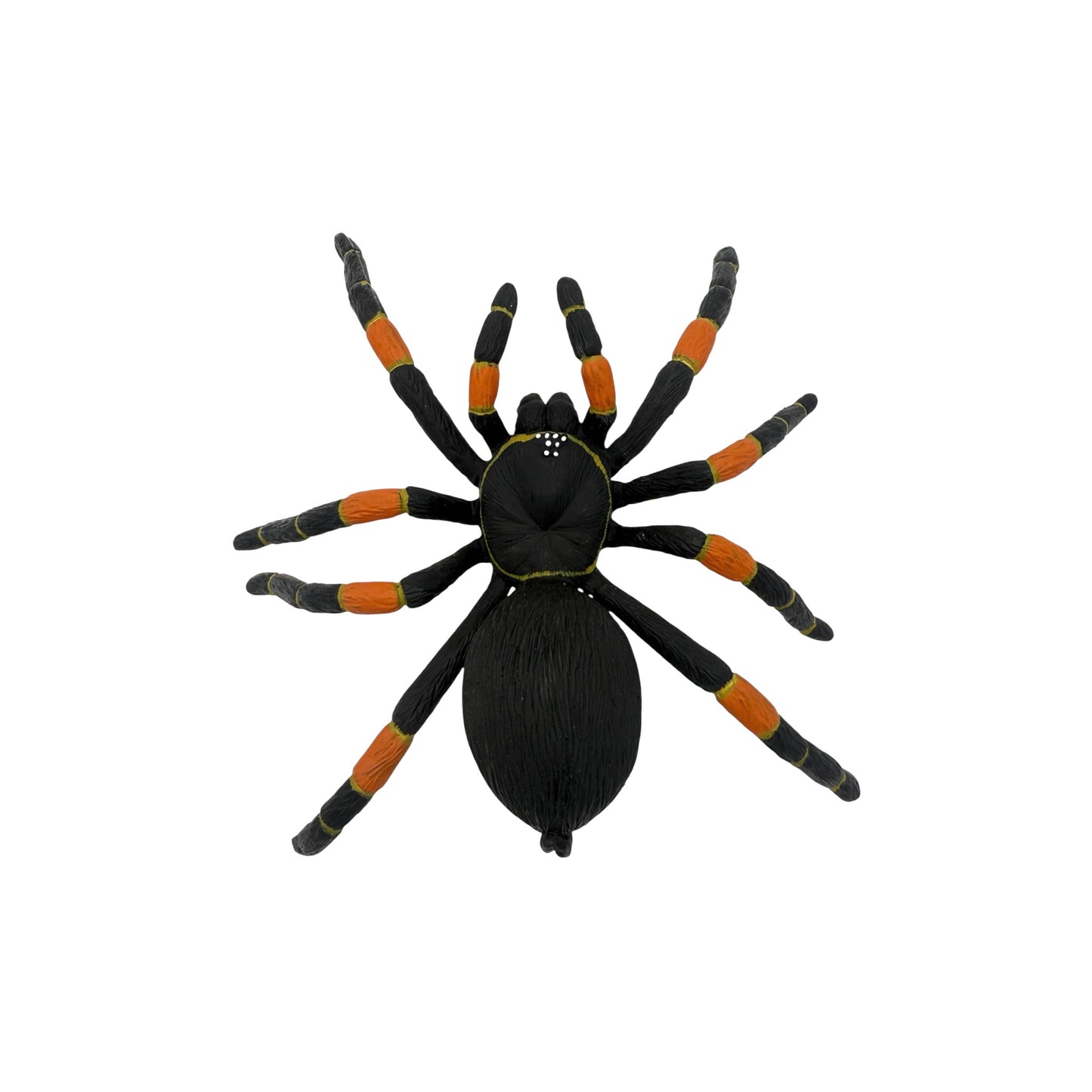 Orange-Kneed Tarantula (Safari)