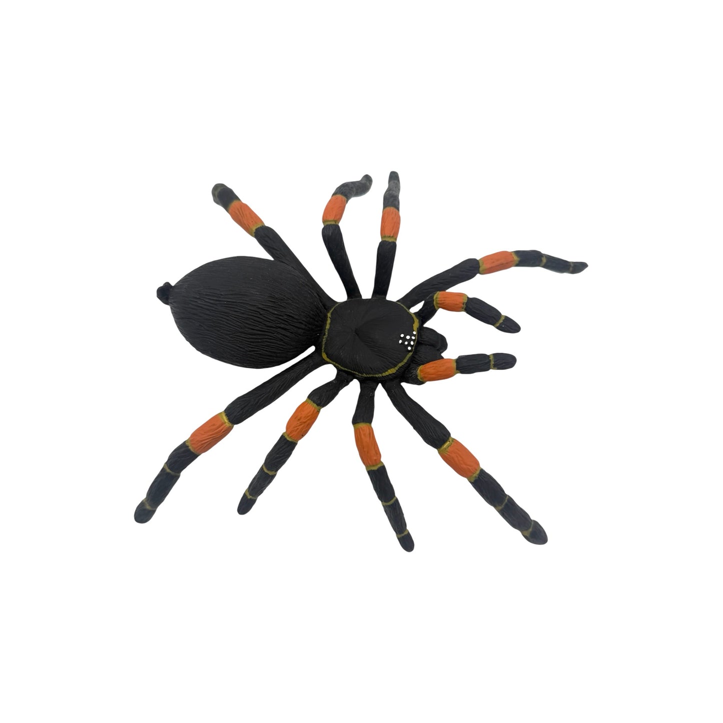 Orange-Kneed Tarantula (Safari)