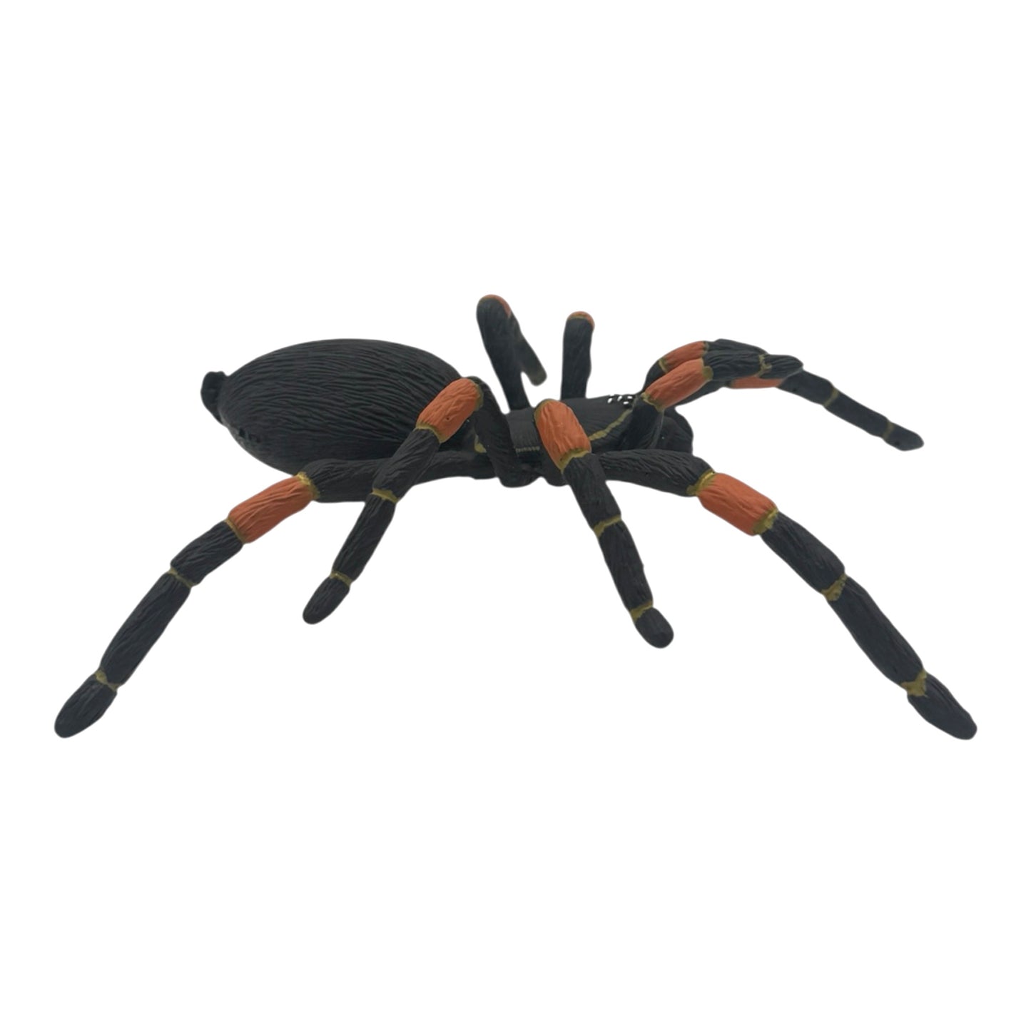 Orange-Kneed Tarantula (Safari)