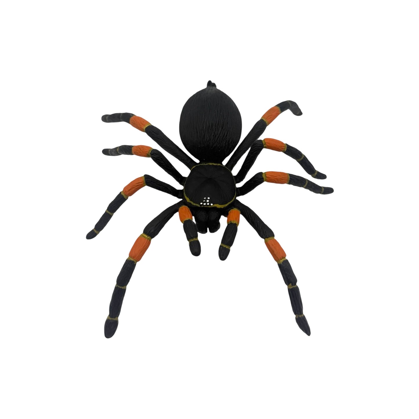 Orange-Kneed Tarantula (Safari)