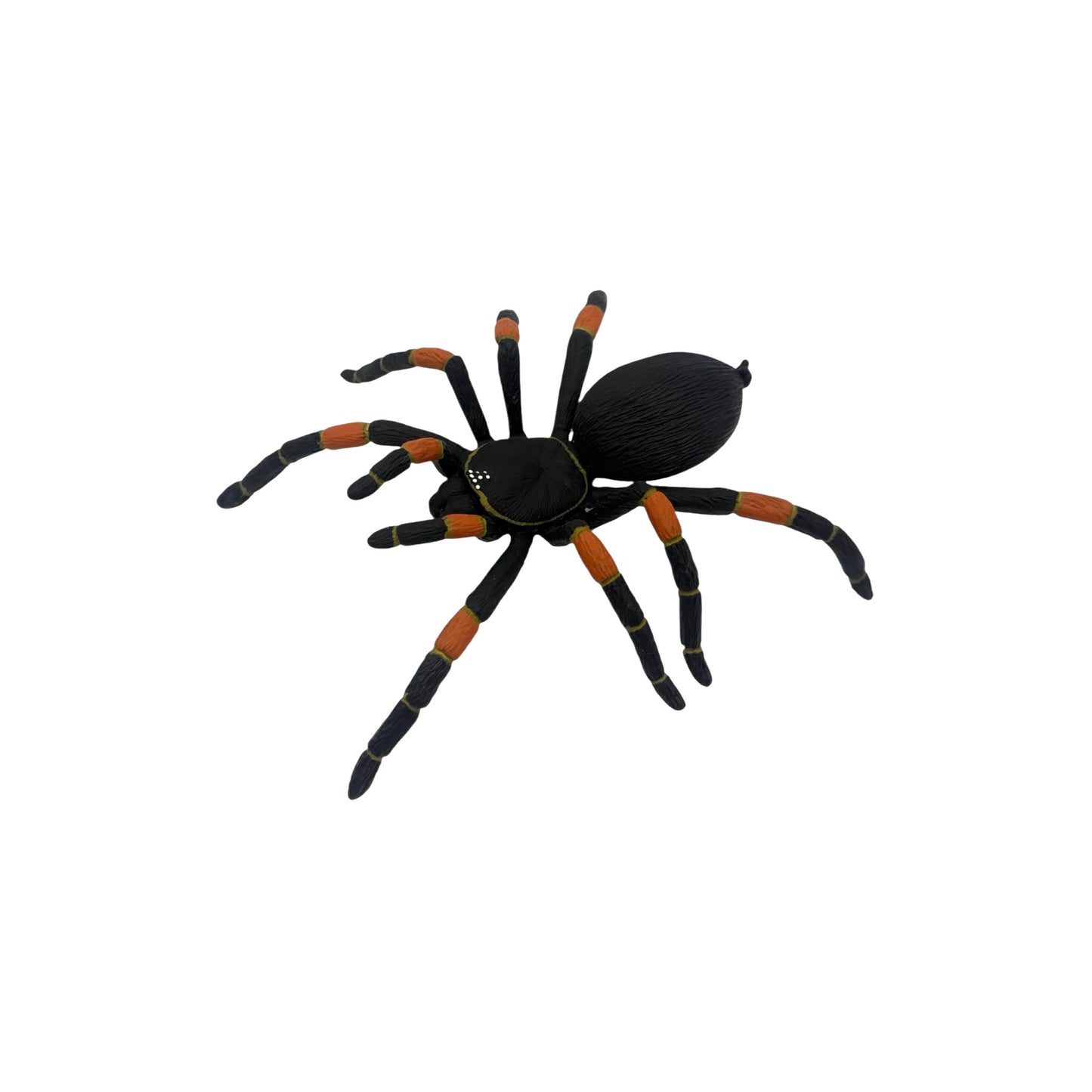 Orange-Kneed Tarantula (Safari)